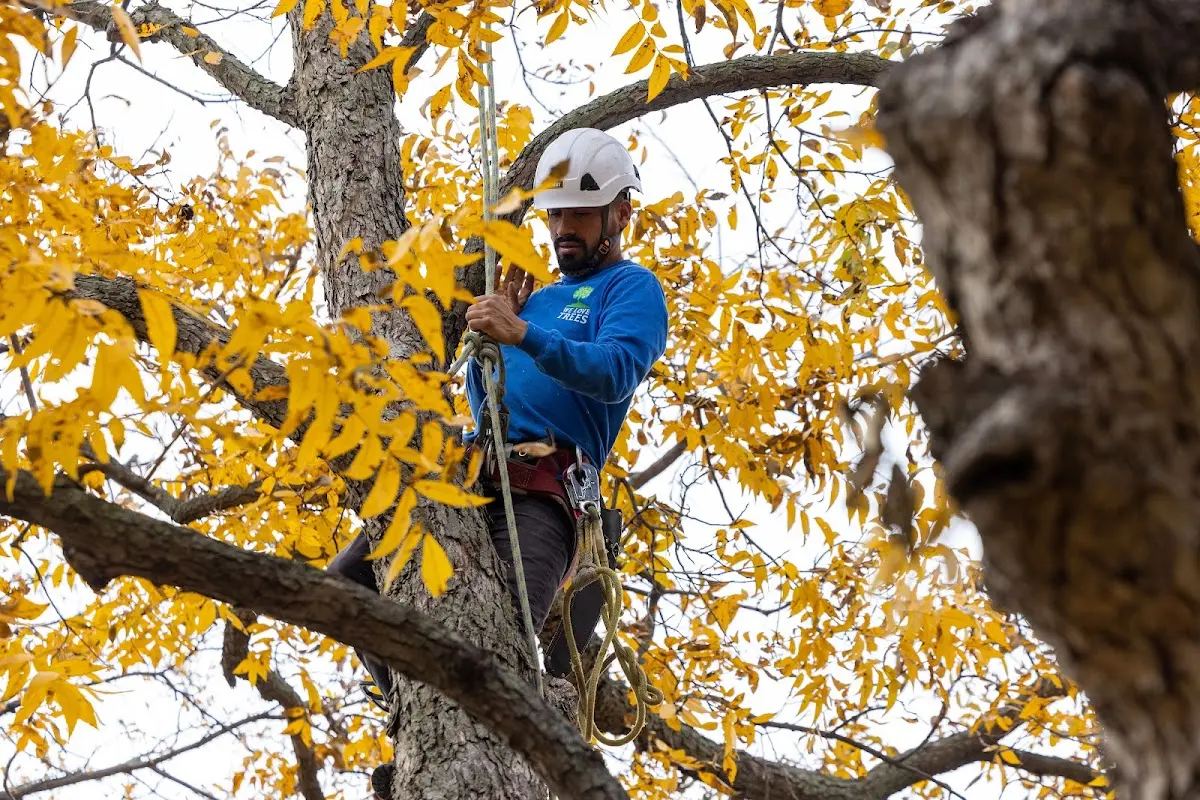 Skilled Storm Damage Cleanup crew working in Charles Town