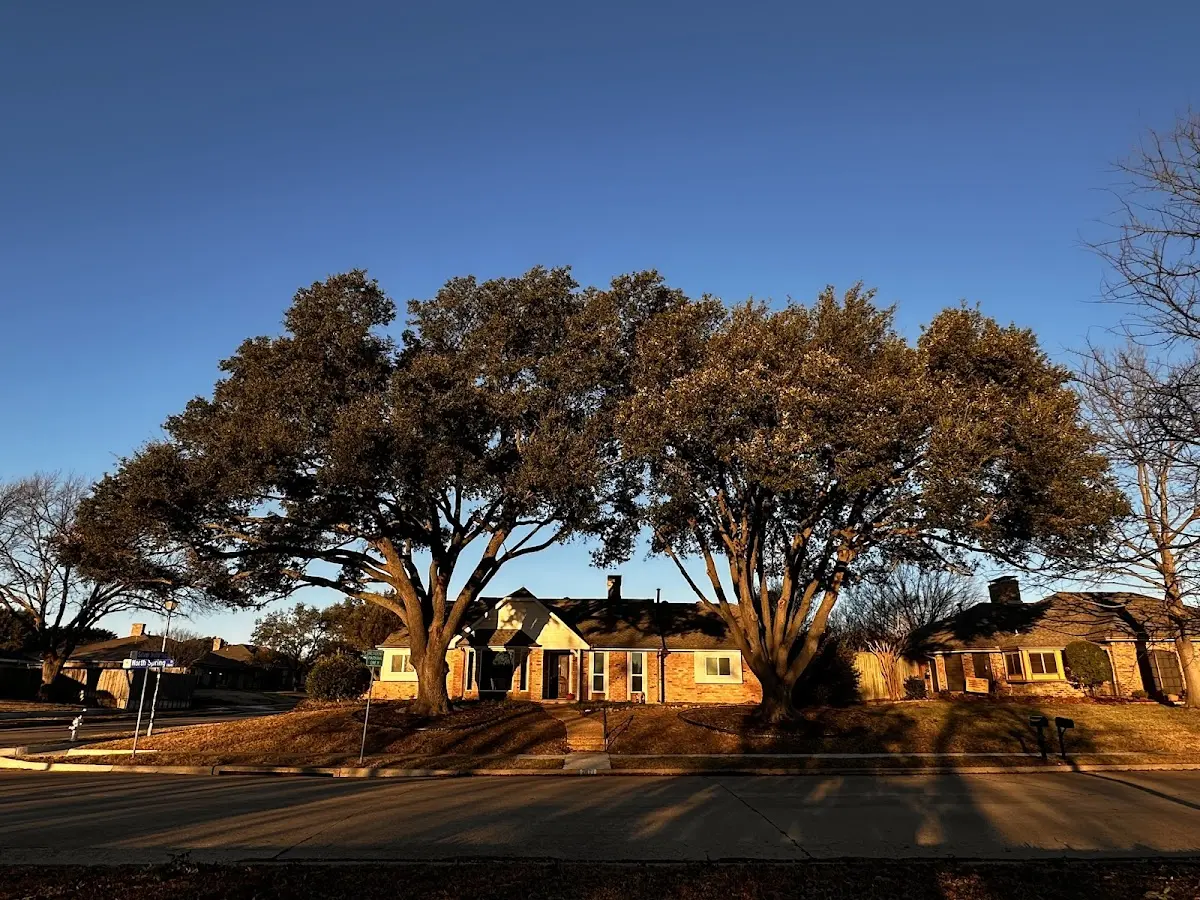 Established residential canopy tree shading a home in Charles Town